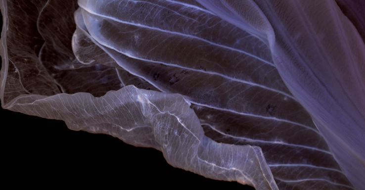 Jessica Larva suspended leaf detail
